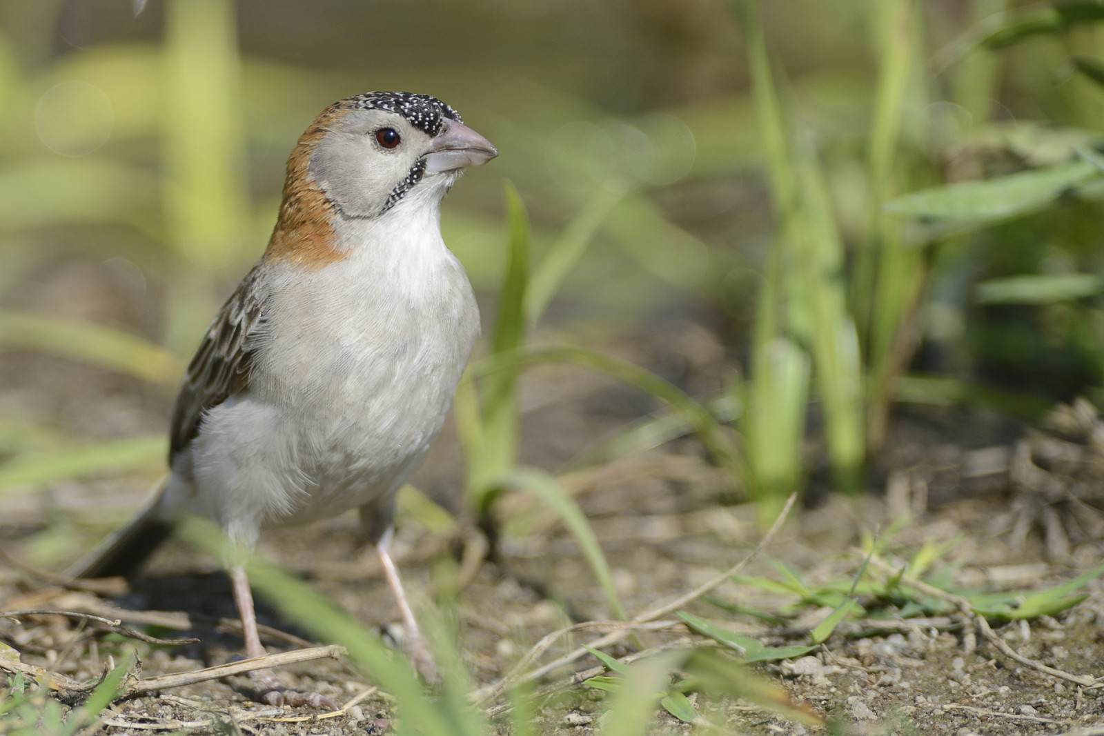 image Speckle-fronted Weaver